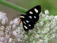 Black Spotted Forester Moth