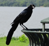 Blackbird By The Lake