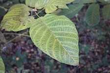 Foliage Plant