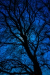 Blue Tree Silhouette