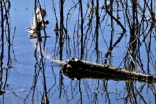 Branches In Marsh