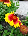Bumble Bee Colorful Flower
