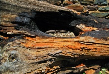 Burnt Deadwood