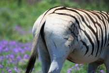 Buttocks Of Female Zebra