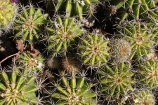 Cactus Balls Background