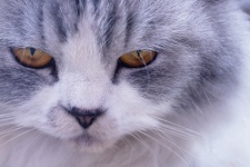 Closeup Face Persian Cat