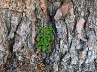 Clovers And Tree Trunk