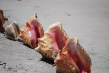 Conch Shells On Beach