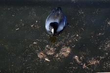 Coot In The Lake