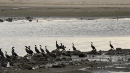 Cormorants Gather
