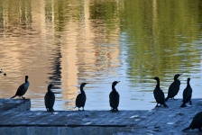 Cormorants On A Pier