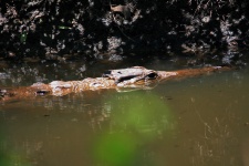 Crocodile In Water