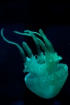 Cyan Jellyfish