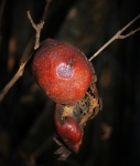 Decayed Pomegranates