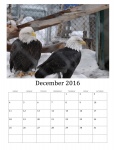 December 2016 Calendar Of Birds