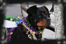 Decorated Rottweiler