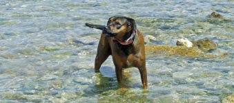 Dog In The Sea