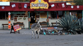 Donkey And Route 66 Gift Shop