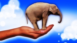 Elephant On The Hand