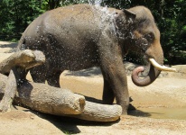 Elephant Cooling Off
