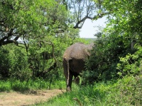 Elephant Disappearing Into Bush