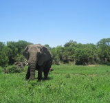Elephant, Thula Thula Game Reserve