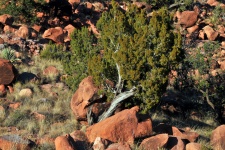 Fallen Tree Among Desert Rocks