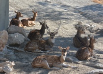 Fallow Deer Family