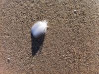 Feather On A Beach