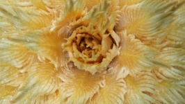 Femail Cycas Flower