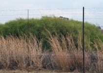 Fence In Front Of Tall Grass