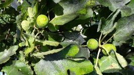 Fig Fruit On The Tree