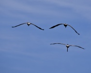 Flight Of The Pelicans