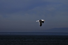 Flying Seagull #2