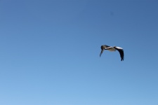 Flying Seagull On The Sea