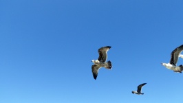Flying Seagulls