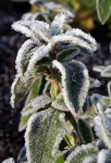 Frosty Plant