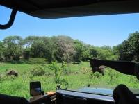 Game Ranger Pointing Out Elephant