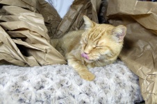 Ginger Tabby Sleeping