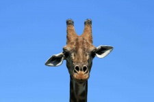 Giraffe Head-on