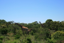 Giraffe In The Bush