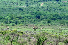 Giraffe In The Distance