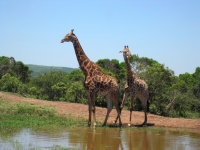 Giraffe Male Adult & Young Male 2