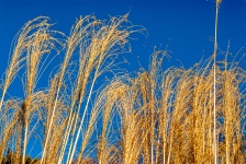 Golden Grasses And Blue Sky