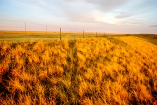 Golden Prairie Grasses