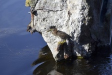 Green Heron After Water Dive