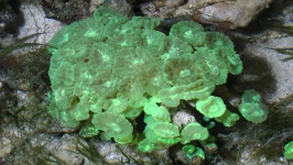 Green Ocean Sea Coral