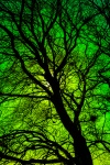 Green Tree Silhouette