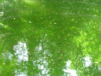 Green Water