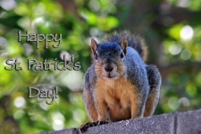 Happy St. Patrick's Day Squirrel